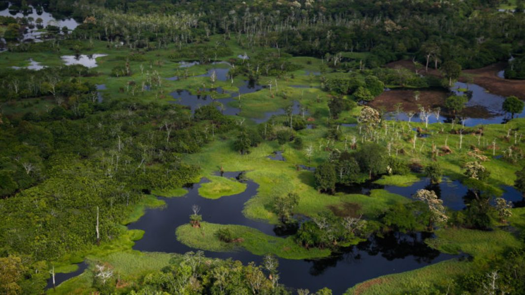 Floresta amazônica, meio ambiente, preservacão ambiental, madeira, desmatamento, em Manaus  | Sérgio Lima/Poder360 01.nov.2021