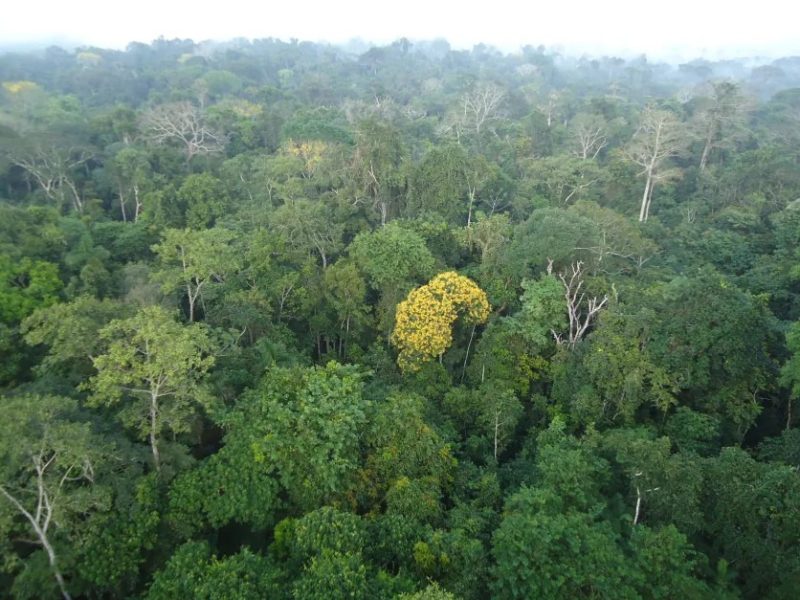 Arvore_se_destaca_na_Floresta_Amazonica