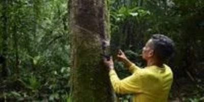 BRAZIL-C0P30-ENVIRONMENT-CLIMATE-AMAZONIA-BIOECONOMY-RUBBER