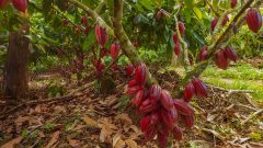 Belterra-Agrofloresta