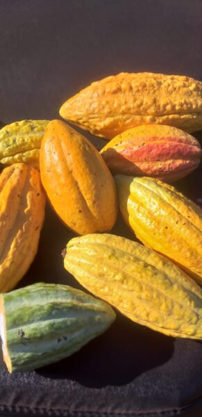 Cacau amazônico domina a sétima edição do Concurso