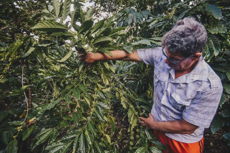 Café Apuí primeiro café agroflorestal produzido de forma sustentável