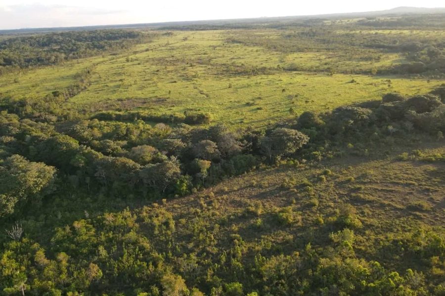 Campos naturais e savanas cobrem cerca de 20 do bioma amazonico