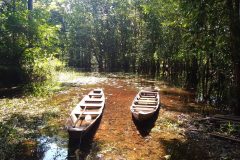 Canoas em igarape da trilha Amazonia Atlantica no estado do Para