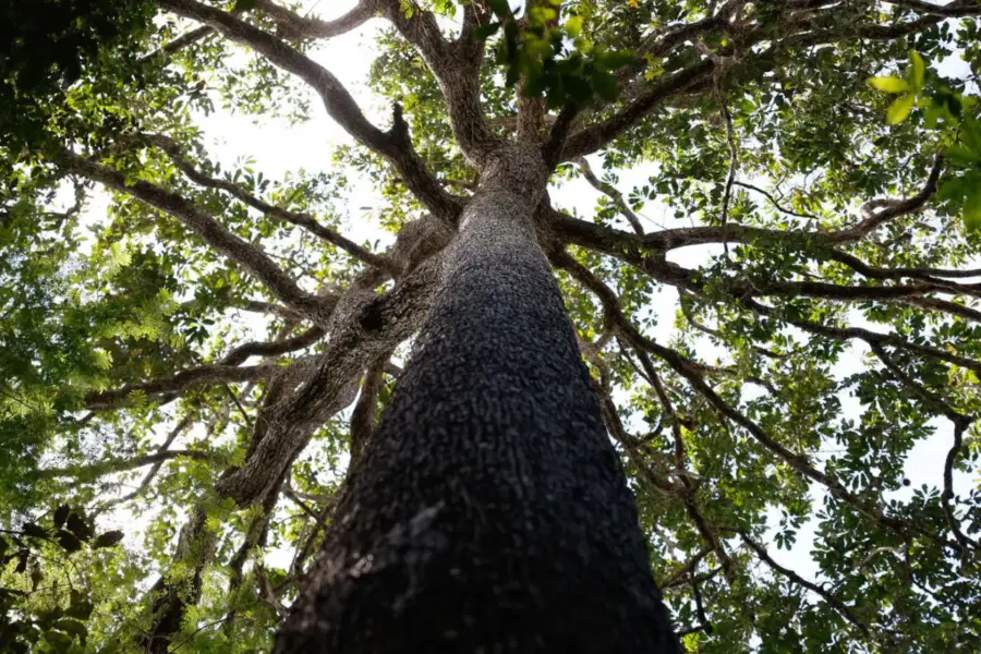 Capa_Brasil-leva-para-COP30-proposta-de-fundo-bilionario-para-financiar-protecao-as-florestas