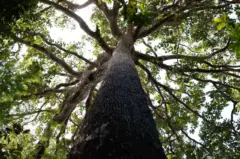 Capa_Brasil-leva-para-COP30-proposta-de-fundo-bilionario-para-financiar-protecao-as-florestas