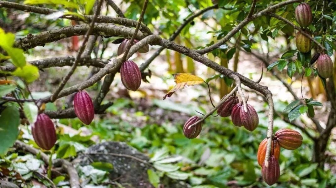 Captura-de-tela_8-7-2024_82815_portalsustentabilidade.com_-Grande