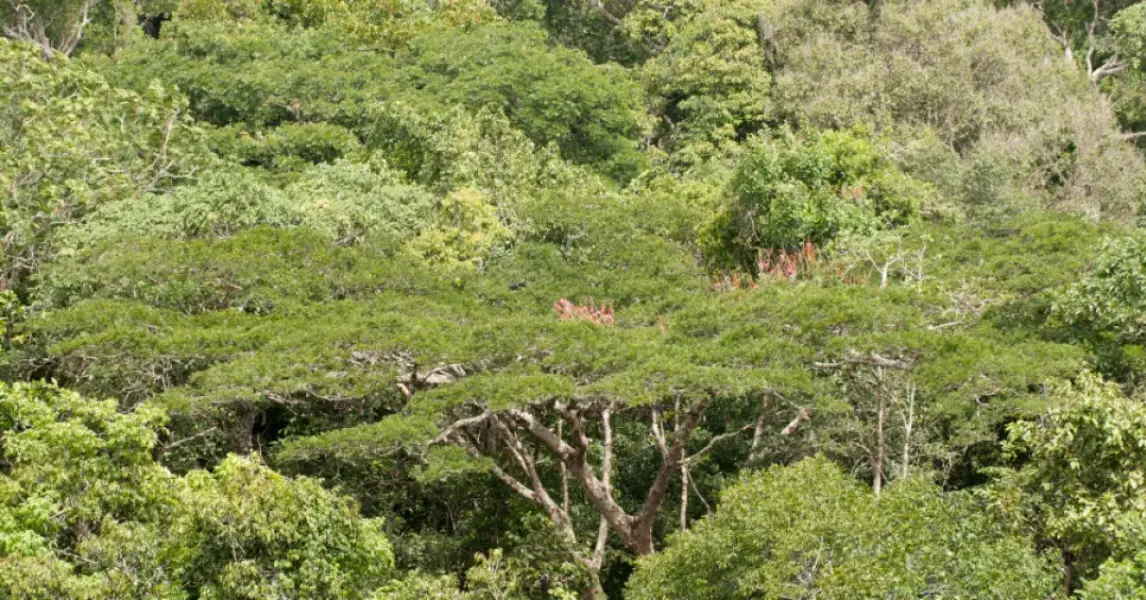 Com mais secas Amazônia perde
