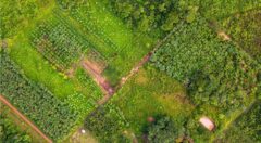 Como destravar o potencial de restauracao