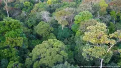 Controle do desmatamento reduz assassinatos na Amazonia