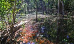 Dinossauros viveram na Amazônia