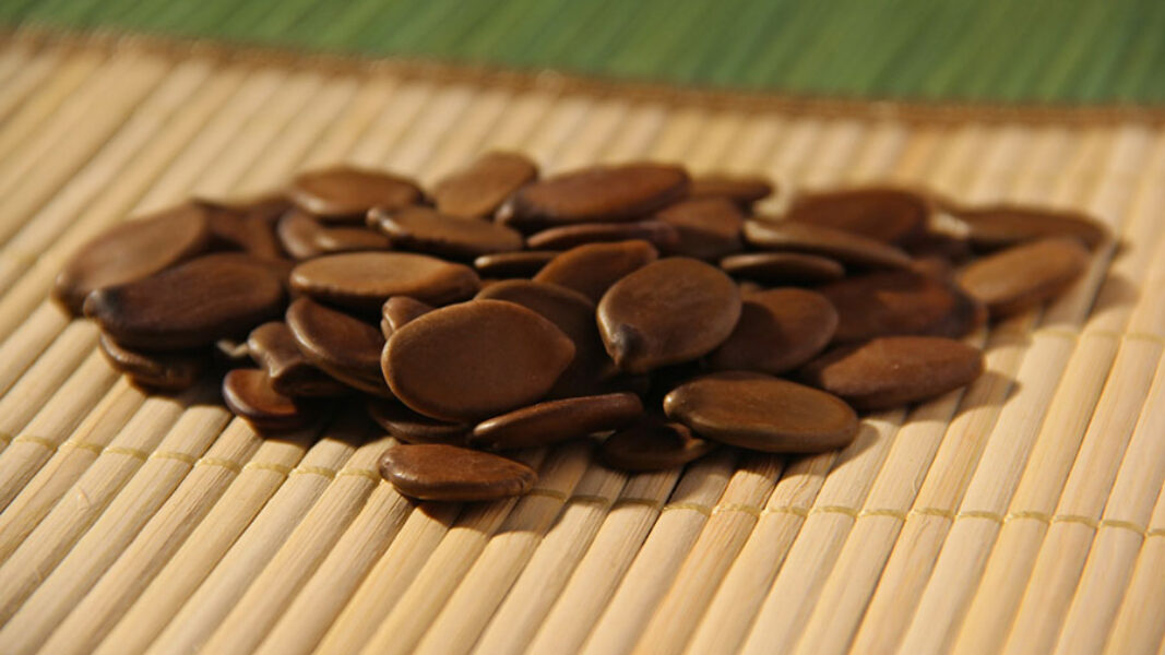 Estudo aponta onde e com quais espécies reflorestar