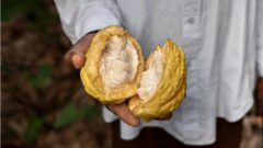 Estudo revela que cacau nasceu na Amazônia