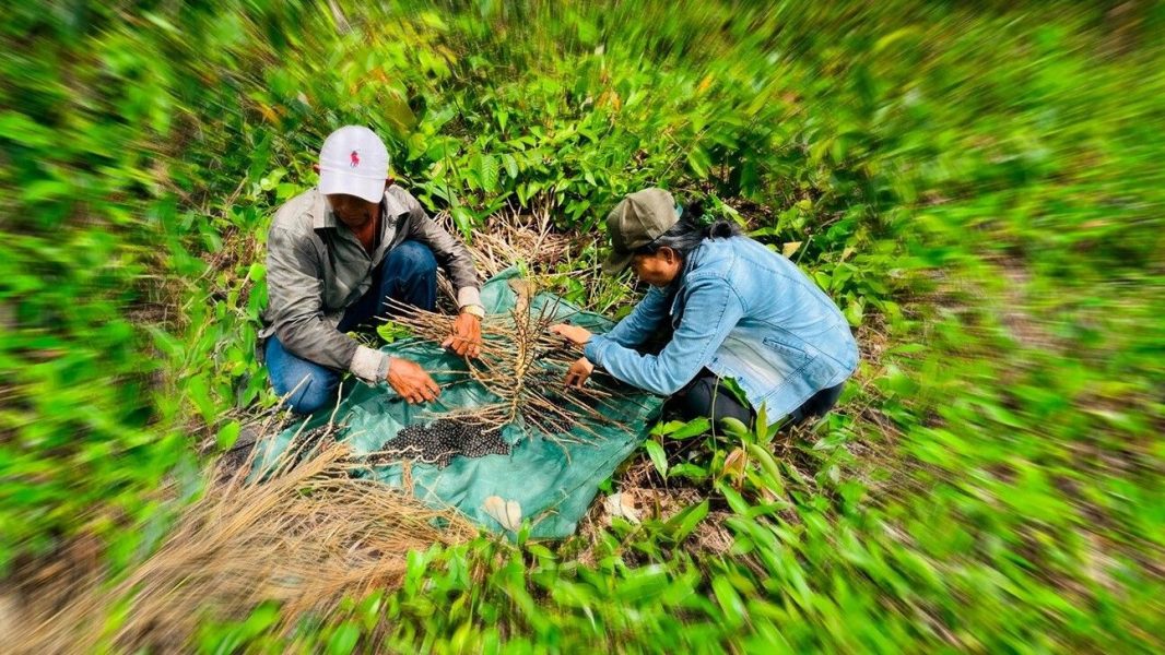 Extrativistas da Amazônia enfrentam barreiras