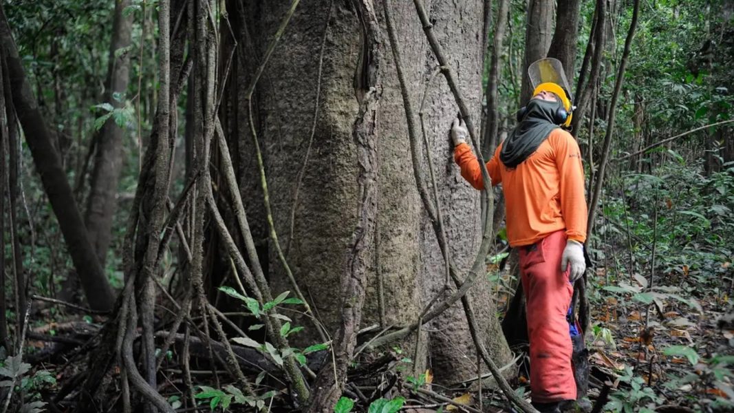 Floresta-amazonas