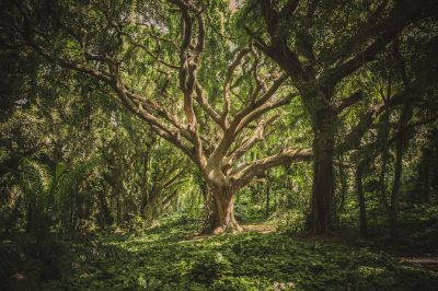 Florestas e as Soluções Baseadas na Natureza