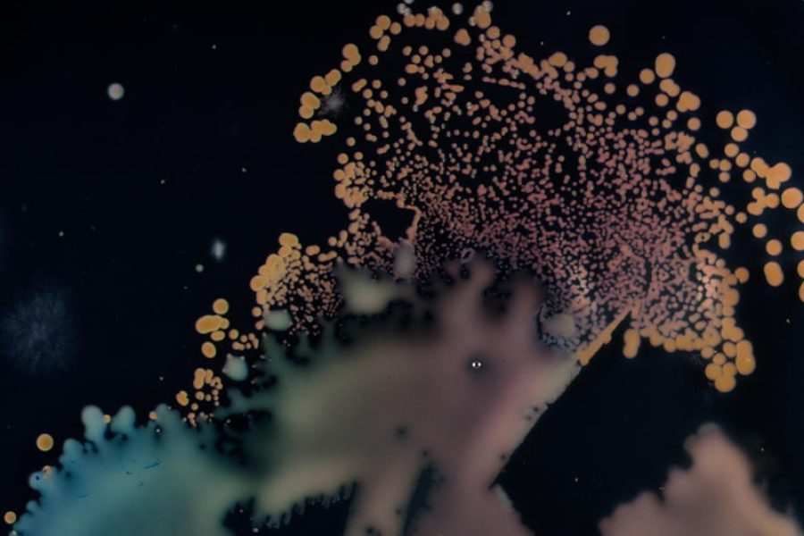 Bacteria colony from the seawater in the Amazon Reef region. Scientists are studing the species and the potencial use for biotechnology, such as medicine production. The work is meticulous and the results might take up to two years to come. The ship Esperanza is in Brazil for a scientific expedition to the Amazon Reef. Researchers and the Greenpeace team seek for more information on this unique biome. International oil companies want to drill for oil soon within a few kilometers of the Amazon Reef. However, experts warn that an oil spill in the area would irreversibly threaten the well-being of the ecosystem and people living in the coast.
Cultivo de colônias de bactérias feito a partir da água coletada na região dos Corais da Amazônia. Cientistas estudam as espécies e seu potencial aproveitamento para a biotecnologia - como para a produção de remédios, por exemplo. O trabalho é minucioso e os resultados podem demorar até dois anos. O navio Esperanza está no Brasil para uma expedição científica aos Corais da Amazônia. Pesquisadores e o time do Greenpeace buscam mais informações sobre esse bioma, que é único no mundo. Empresas internacionais têm planos de explorar petróleo na região próxima aos Corais em breve. Especialistas, no entanto, alertam que um vazamento ali ameaçaria de forma irreversível o bem-estar do ecossistema marinho e das pessoas que habitam a costa.