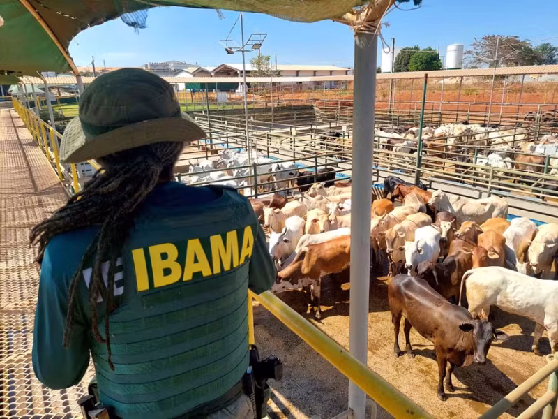 Ibama deflagrou a Operação Carne Fria 3 contra a criação de gado em áreas de desmatamento ilegal