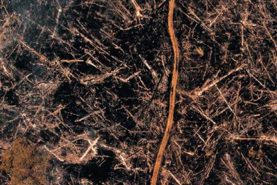 Imagem para noticia destaque - Empres ários cobram fim do desmate ilegal