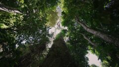 Kayapo_juridico_stills7 Média