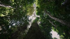 Kayapo_juridico_stills7 Média