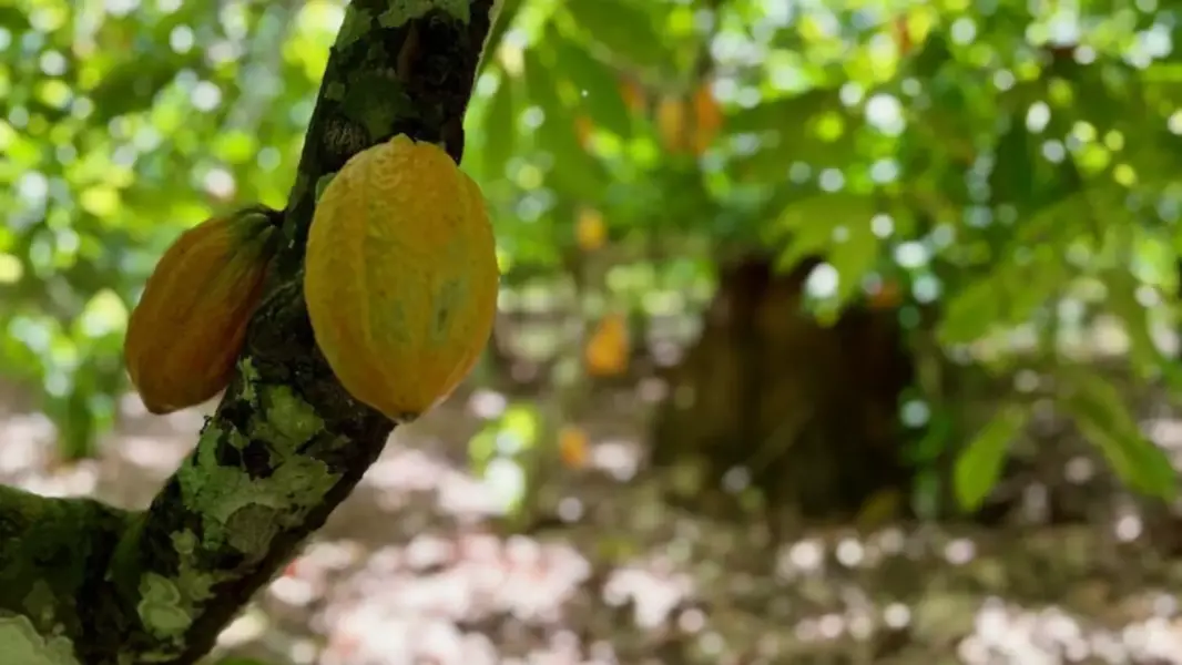 Manejo adequado sob a copa de arvores nativas da Amazonia