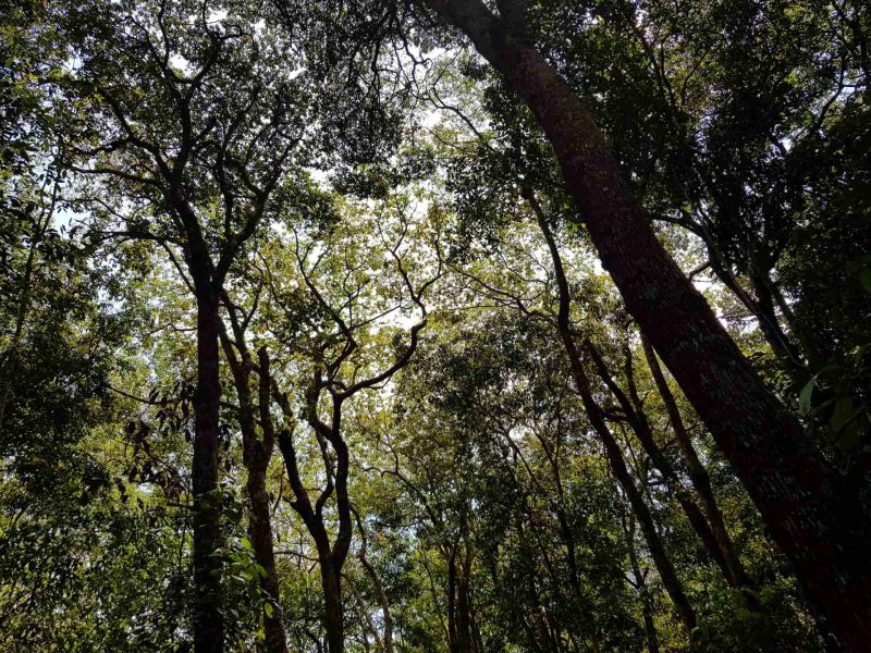 Mata-em-area-contratada-pelo-CONSERV-7-scaled