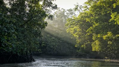 Sunlight shining through trees on river in Amazon rainforest