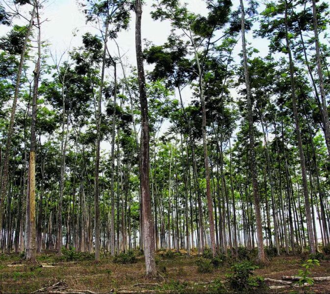 O rematamento produtivo e a Amazônia