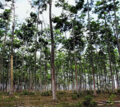 O rematamento produtivo e a Amazônia