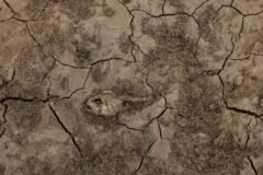 Peixe morto no leito seco da enseada Papucu