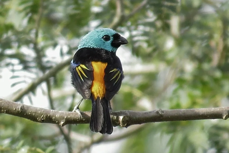 Pintor-verdadeiro_WA2494653