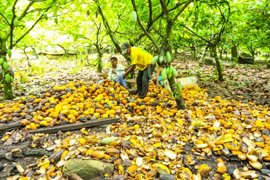 Plantacao de Cacau