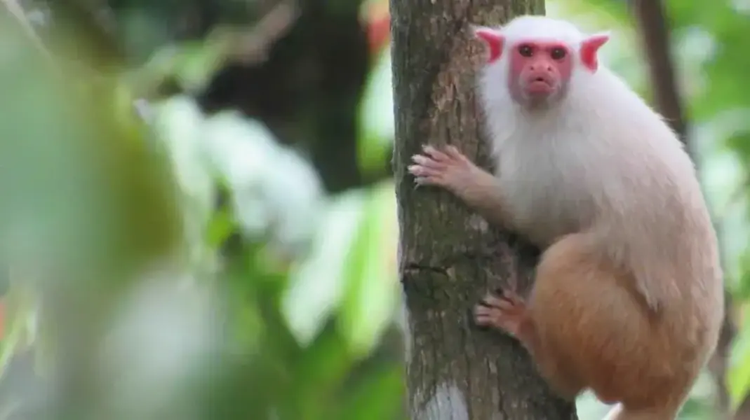 Primeira espécie descoberta por Rodrigo Costa Araújo