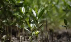 Programa Restaura Amazonia aprova 17 projetos em assentamentos