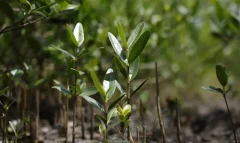 Programa Restaura Amazonia aprova 17 projetos em assentamentos