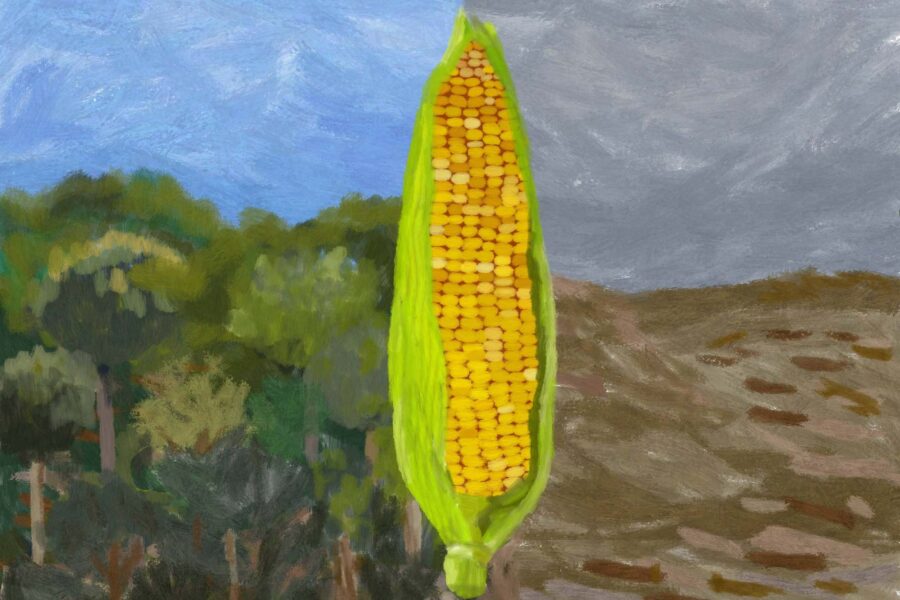 Se não ajudarmos a amazônia a se restaurar vamos perde-la