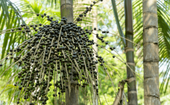 alimentos_da_amazonia