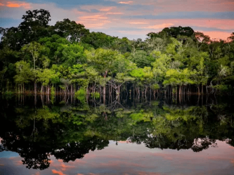 amazonia-1662143034895_v2_450x337
