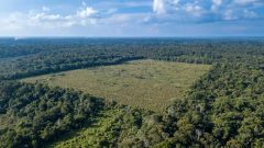 avu2SYh8-Desmatamento-amazonia-