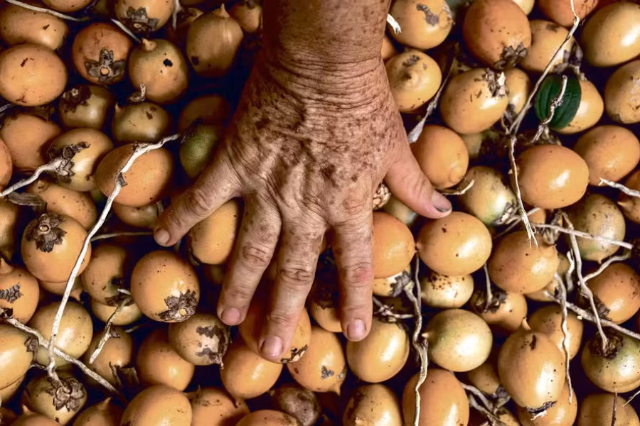 bioeconomia-tucuma-fruto-apreciado-na-culinaria-amazonica