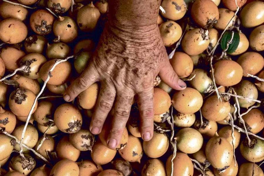 bioeconomia-tucuma-fruto-apreciado-na-culinaria-amazonica