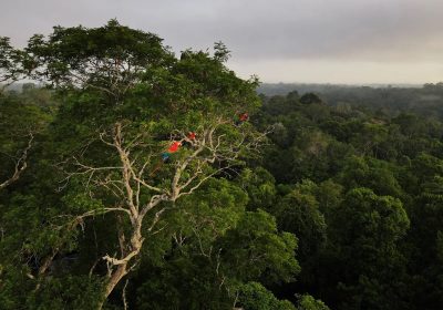 brazil-environment-amazon