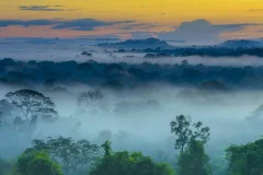 braziliya-amazoniya-les-tuman