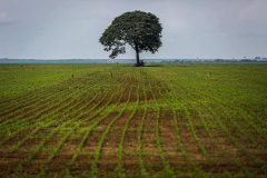bruno_kelly_greenpeace