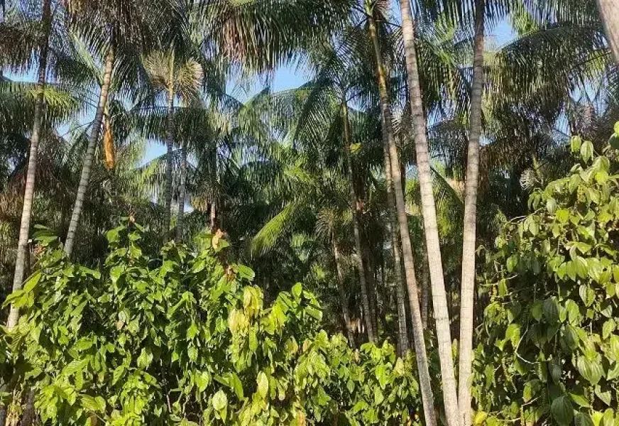 cacau_e_acai_9bf3a62cd3