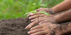 close-up-picture-hand-holding-planting-sapling-plant-1