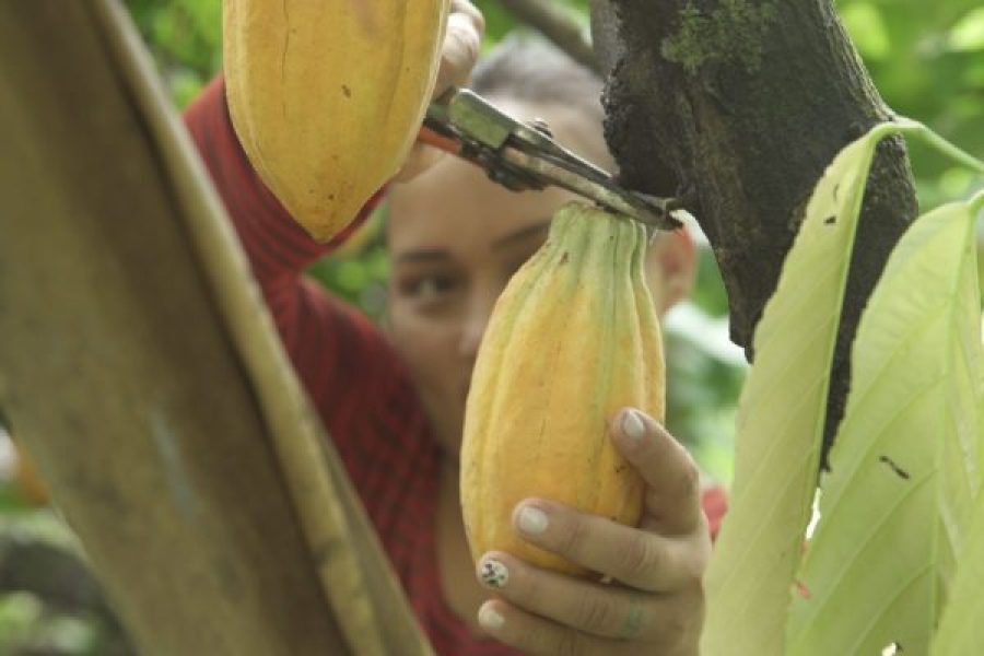 colheita-cacau-600x400-1