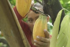 colheita-cacau-600x400-1