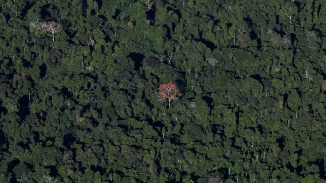 copas-arvores-floresta-verde-economia-circular-848x477